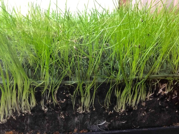Close Up of Grass Growing Through Natura