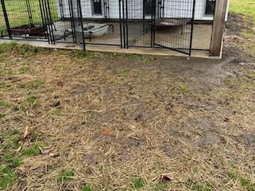 Before outside dog pin