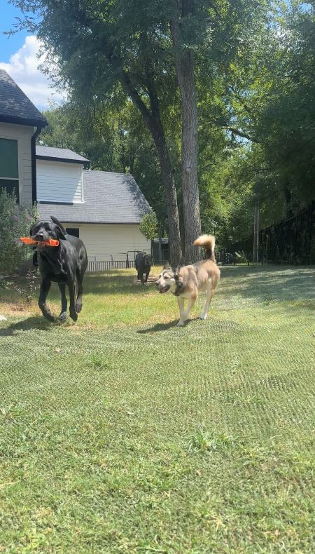 Dogs Playing On Natura
