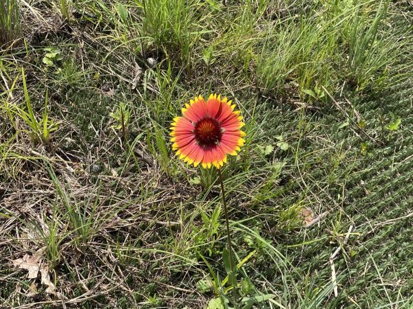 Flower and vegetation growing through InstaTurf