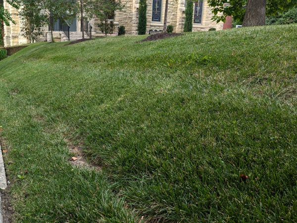 Ruts caused by lawn mower