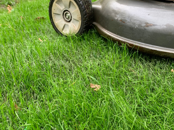 Lawn Mower Over Hybrid Turf